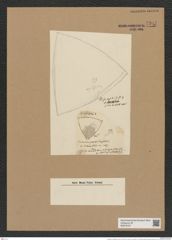 Triceratium robertsianum Grev. (de-Toni-Nr.: Genus 140, Species 3713) Zeichnungen Sammlung Grunow Nr. 7201 (NHMW-BOT-W0376187)